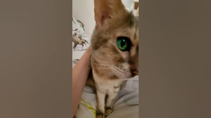 Watch the video about Maluch #cat #nature #cute #pets #animals #catlovers #catvideos #shorts #cute #love #funny #catshorts