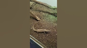 Ackie monitor hunting for food #shorts