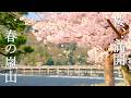 春は嵐電に揺られて。桜満開の嵐山|渡月橋から天龍寺、静寂の常寂光寺へ