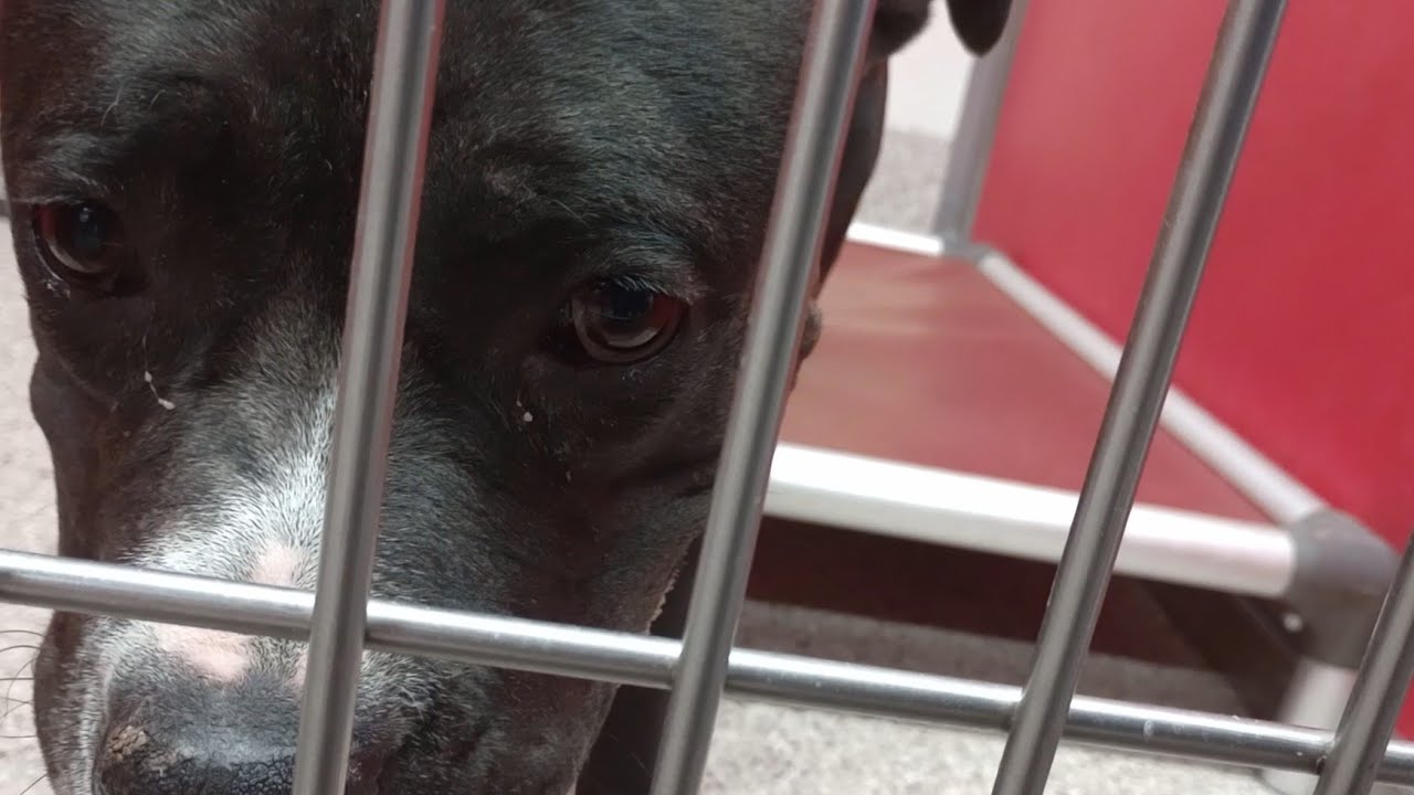 Ginger 3y A798408 kennel 47 pod 2 PACC shelter slowin angels swirls