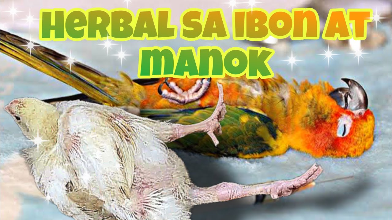 HOW TO TREAT SICK BIRD OR CHICKEN (GAMOT SA MATAMLAY NA IBON AT MANOK ...