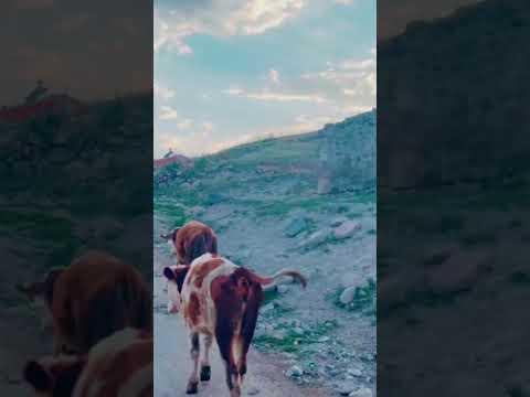 Çatalören