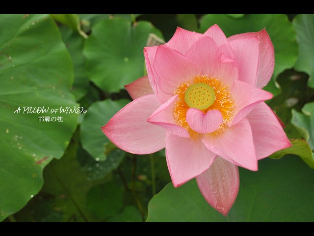 pillow of winds/邯鄲の枕/オリジナル/music - YouTube