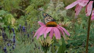 Solitude 2017 Short Film