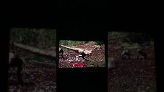 Walking With Dinosaurs Death Of A Dynasty The Didelphodons Wait For The Chicks To Leave