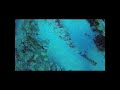 Crocodile fish in the Red Sea