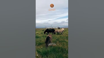 Muadh El Kholti | Extrait Surat An Nahl | ما تيسر من سورة النحل | القارئ معاذ الخلطي #quran