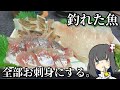 釣った魚だけで刺身盛り作るよ!