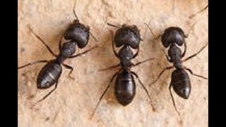 Carpenter Ant Control Treatment Beachwood NJ 732-349-0559 Ozane.com