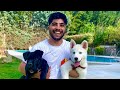 3 AYLIK YAVRU KÖPEKLERİMİZ 🐶 (Çok Tatlılar)