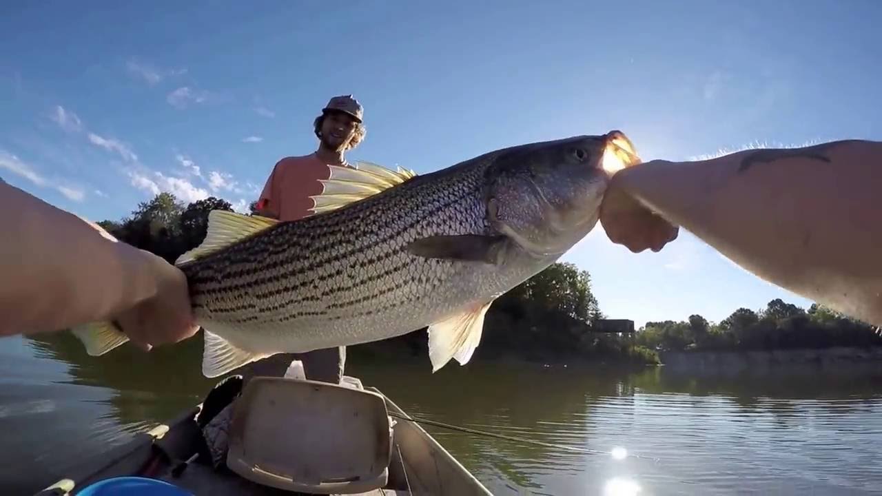 Boone Lake Striper, Bluff City, TN - YouTube