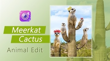 Lion King Meerkat Funny Edits 🌵Hakuna Matata 🎶 YouCam Perfect App Tutorials