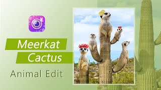 Lion King Meerkat Funny Edits 🌵Hakuna Matata 🎶 YouCam Perfect App Tutorials screenshot 4