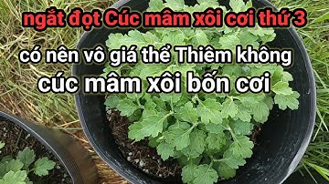 Hướng dẫn trồng cúc mâm xôi cơi thứ 3 ngắt đọt Cúc mâm xôi