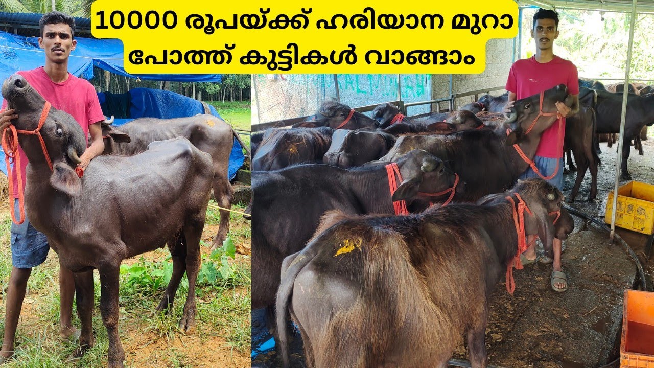 10000 മുതൽ ഒന്നര ലക്ഷം രൂപയുടെ വരെ പോത്ത് കുട്ടികൾ ഇവിടെയുണ്ട് |Hariyana Murrah Buffalo Farm