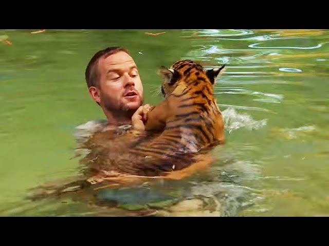 Un Bebe Tigre Nage Pour La 1ere Fois Zapping Sauvage Youtube