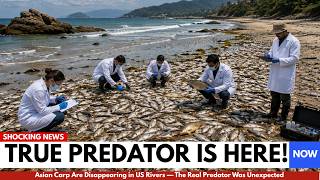 Asian Carp Are Disappearing in US Rivers — The Real Predator Was Unexpected