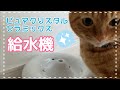 【ピュアクリスタルセラミックス】猫のあごにきびがひどいので給水機を変えてみたら…？