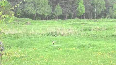 T-Rex 500 - HeliTrimmer or Beginner hovering