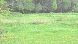 T-Rex 500 - HeliTrimmer or Beginner hovering