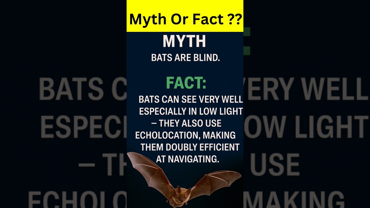 Myth Or Fact ?😱 || MystiCrime 