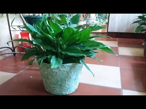 Спатифиллум. Спасение найдёныша!