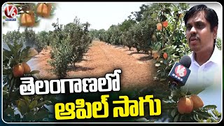 Apple Farming In Kandukur, Telangana | V6 News