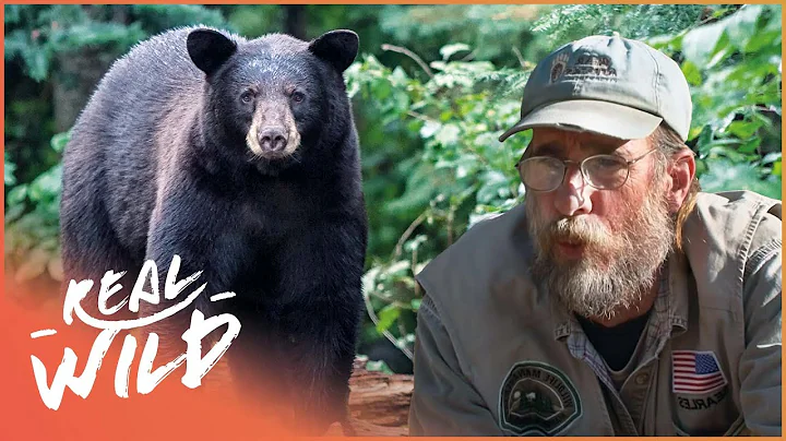 Bears And Humans Can Co-Exist Thanks To Wrangler S...
