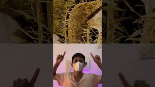 Sarang burung jebakan #sciecne #facts