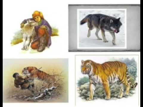 Порно 74 жаста Шұлық киген ханымның суреті