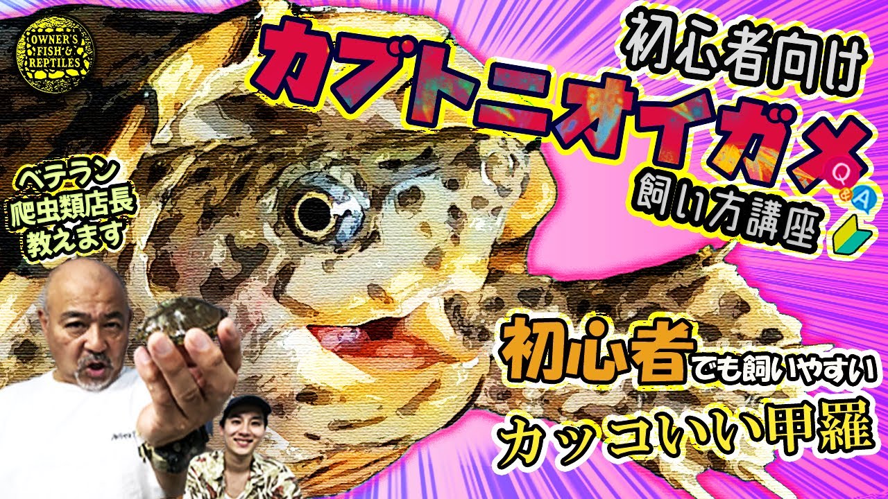 【カメ初心者必見】カブトニオイガメの飼い方講座【爬虫類】