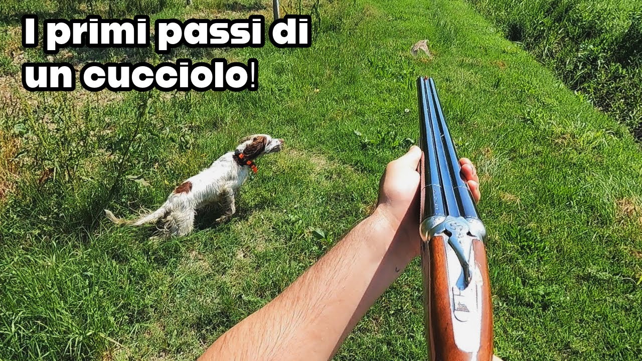 Addestramento del cane da ferma 2025 - I primi passi di un cucciolone!