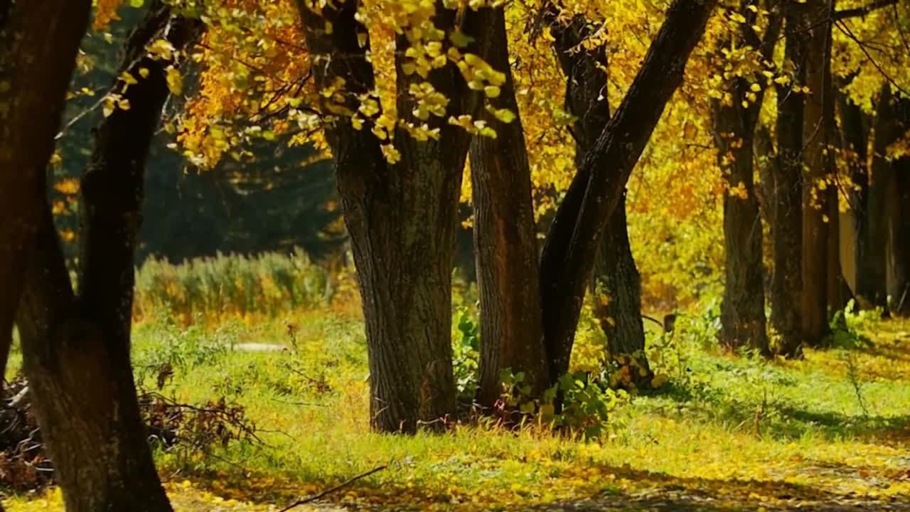 Alamo City Tree Service & Landscaping | San Antonio, TX | 07/01/2025