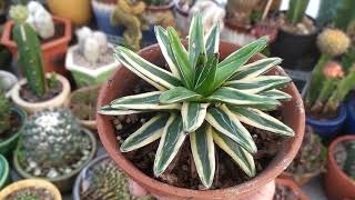Agave Victoria Reviews - Rare Cactus Tours