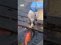 #duck #kindness #wildlife #nature #ytshorts