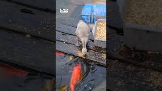 #duck #kindness #wildlife #nature #ytshorts