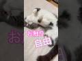 普段はブラッシング以外お触り禁止のたまこです。#ブリティッシュショートヘア #猫のいる生活 #猫好きさんと繋がりたい #猫のいる暮らし