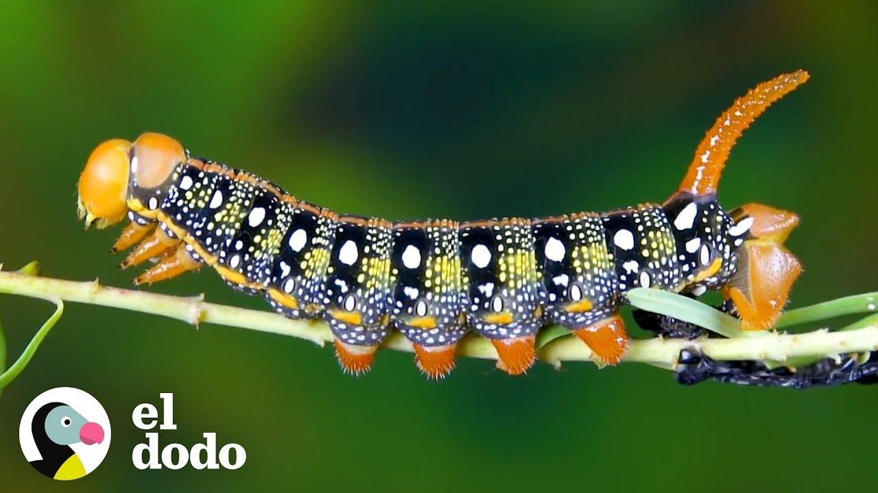 Ve como esta oruga se convierte en una polilla alcón El Dodo YouTube