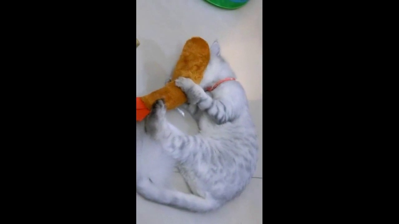 自从买了个猫薄荷抱枕后 喵星人就再也控住不住自己了 Youtube 自从买了个猫薄荷抱枕后 喵星人就再也控住不住自己了 Youtube