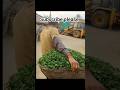 Gaanv Ki Zindagi: Khet Se Chara Katne Tak Ki Mehnat 🌱🐄.......#minivlog #funny #villagelife