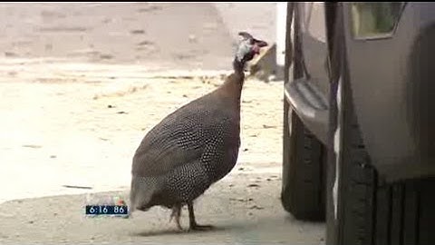 Projects ruffle feathers on Rainey St.