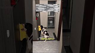 TONTON SAMPAI HABIS, CERDAS DIA