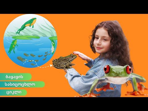 ბაყაყის სასიცოცხლო ციკლი