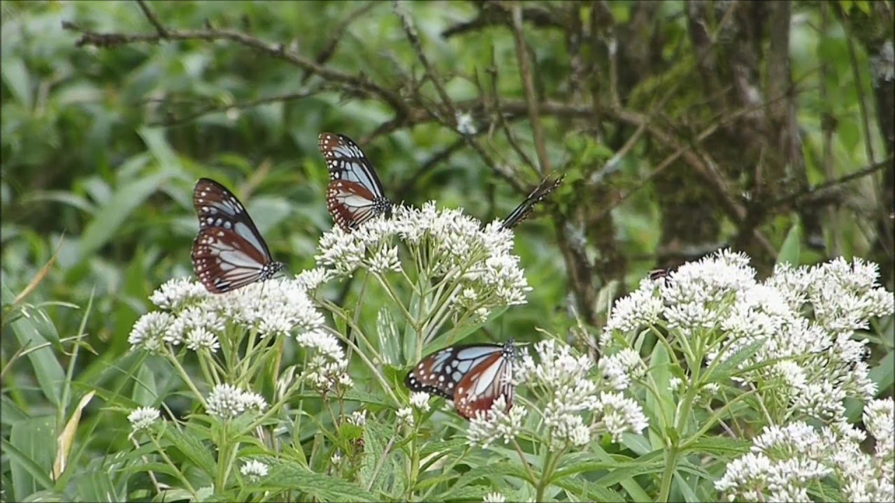 アサギマダラ30頭 (2019. 8 .5) 箱根・駒ケ岳山頂にて - YouTube