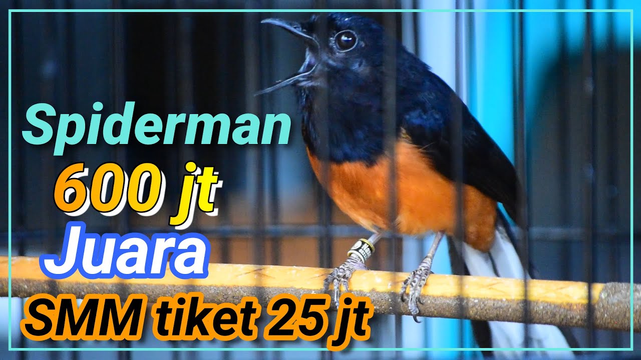 dirumah tidak terlalu gacor bulunya ngembang murai batu spiderman di tawar 600 juta?? hanya senyum,