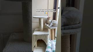 I Wish For More Treats シViral