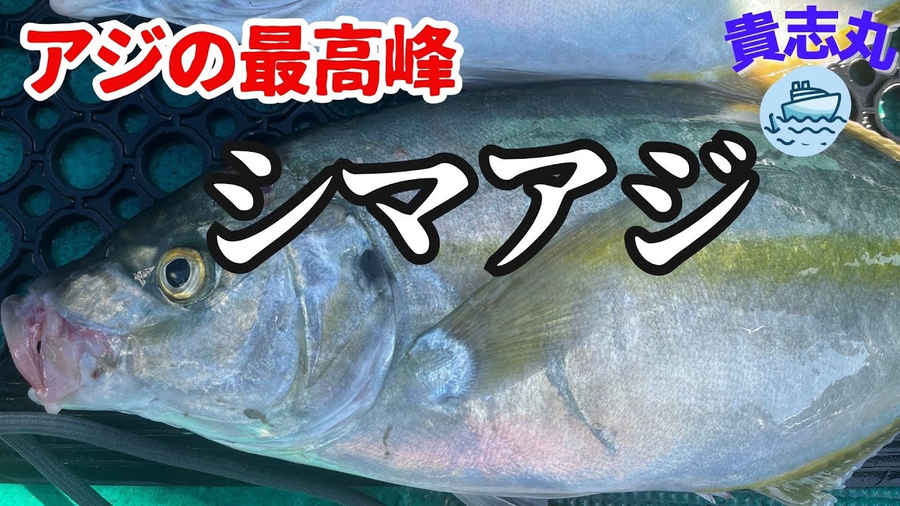【シマアジ釣り】和歌山県串本沖は高級魚の宝庫！　今日は何が釣れる？？