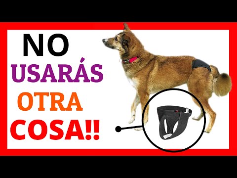 Video: Ropa de incontinencia para perros.