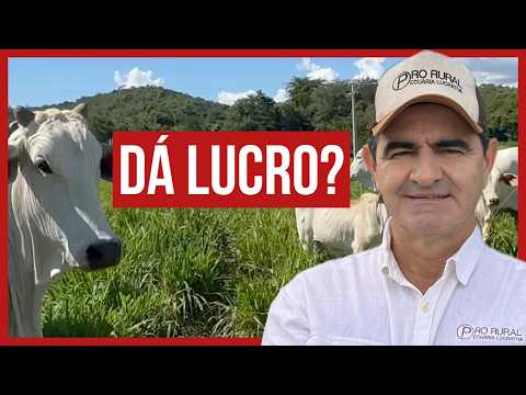 Como Ter Lucro de Verdade na Pecuária