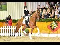 Vivaldos *2016 by Vivaldi x Desperados (Sosath Stallion Show 2020)